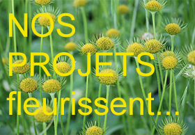 nOS PROJETS